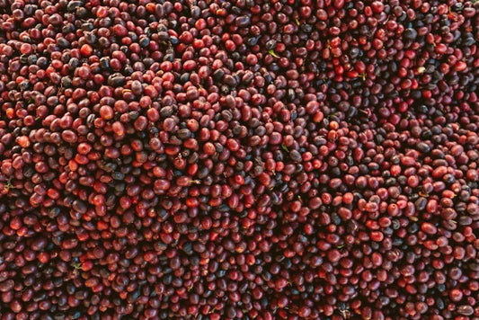 12 Surprising Benefits of Using Fresh Coffee Beans Daily