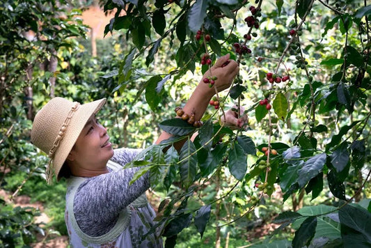 What Makes Bali Coffee a Sustainable Choice?