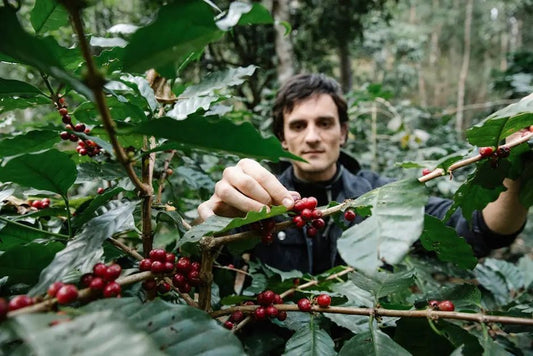 7 Reasons Why Peru Coffee Should Be on Your Radar