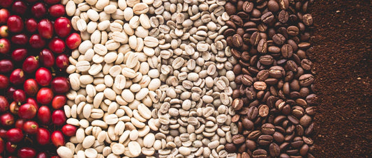 From Tree to Cup: The Journey of Coffee Beans