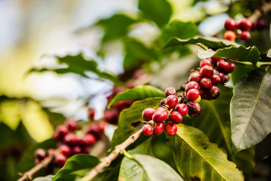 How Organic Coffee Farming Supports Global Sustainability